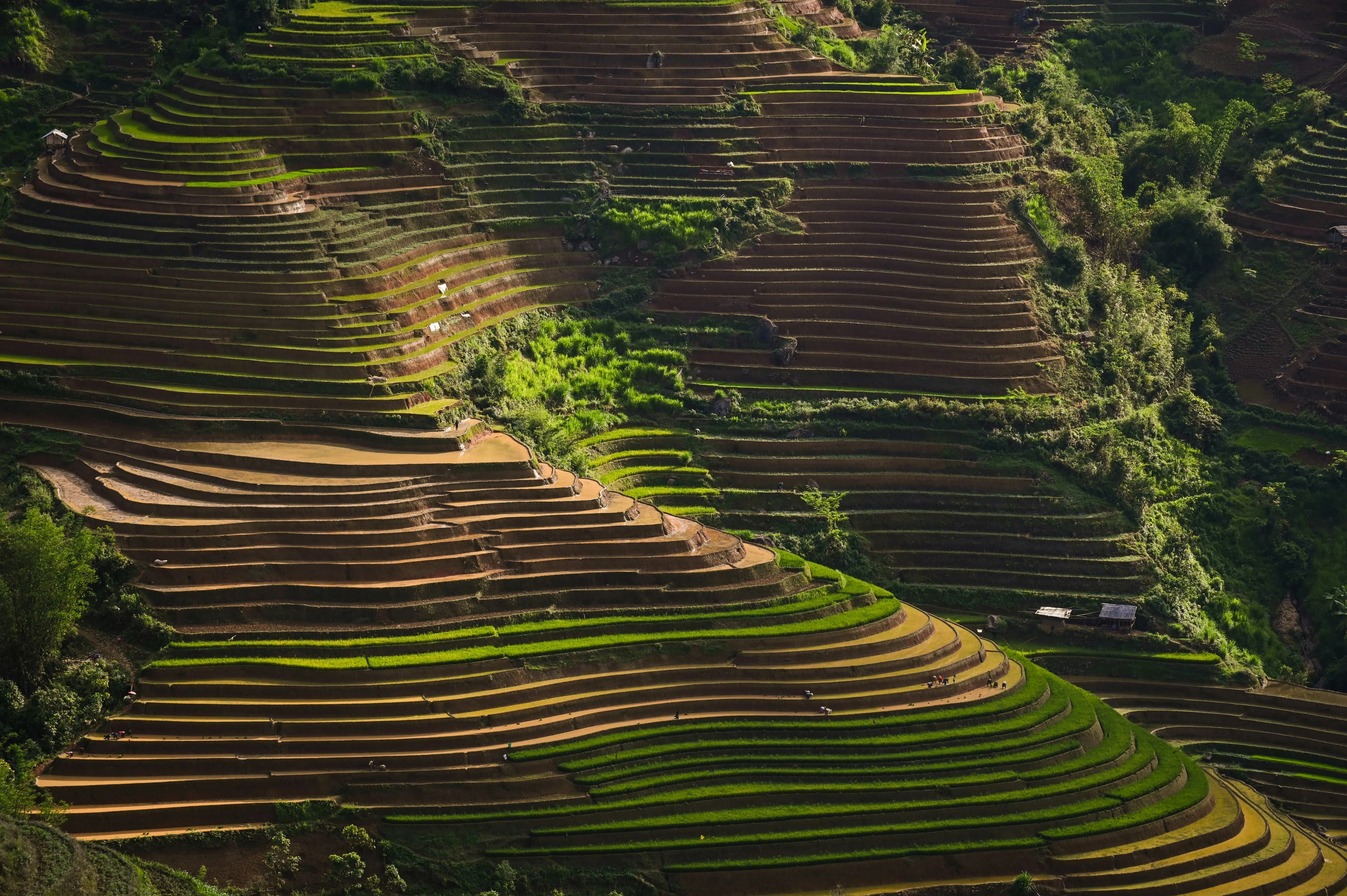 Rice terraces above Sebatu at first light